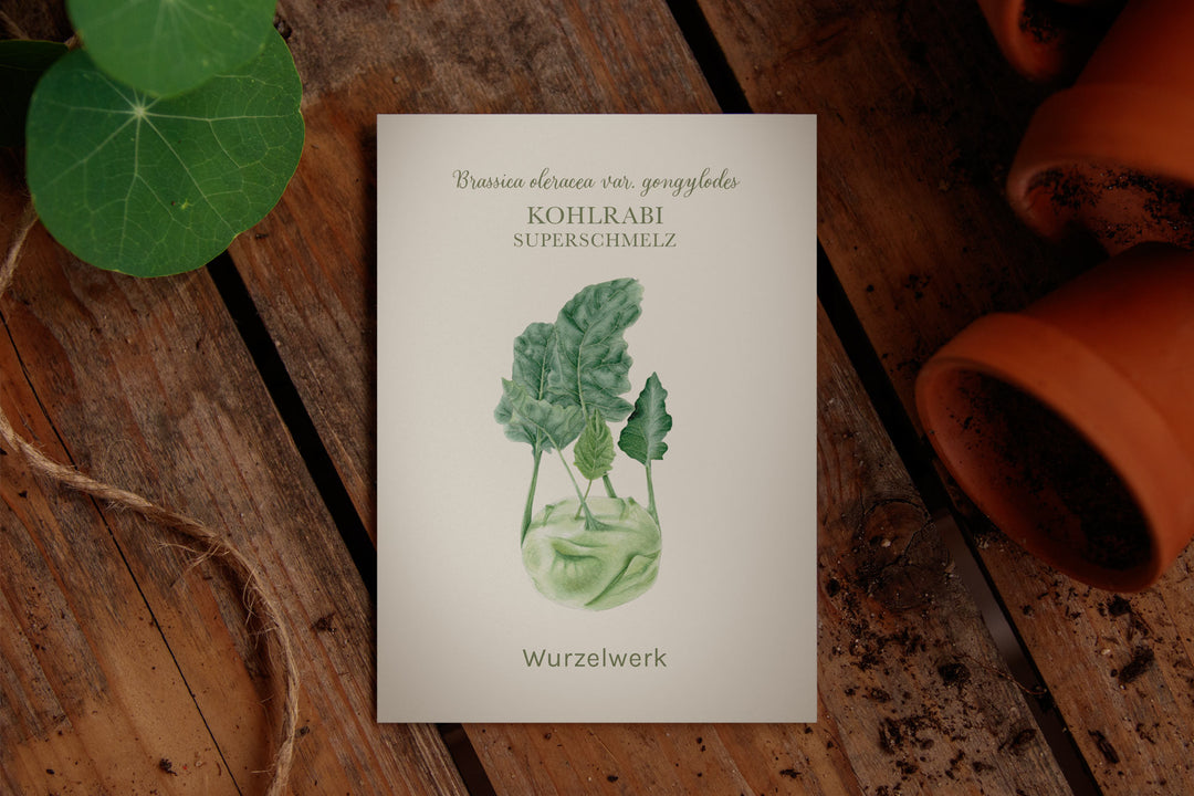 Kohlrabi ‘Superschmelz’