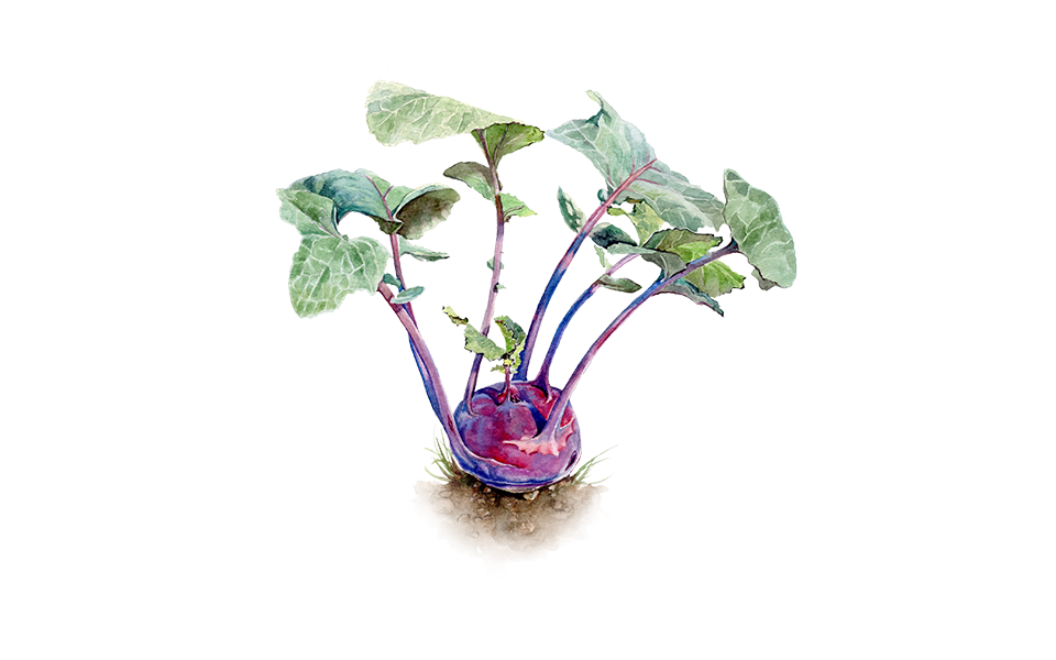 Illustration Kohlrabi "AzurStar"