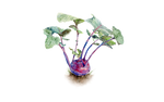 Illustration Kohlrabi "AzurStar"