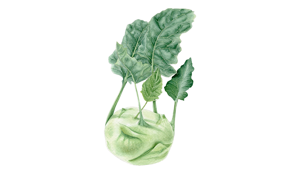 Illustration Kohlrabi "Superschmelz"
