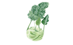 Illustration Kohlrabi "Superschmelz"