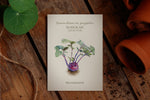 Saatguttütchen Illustration Kohlrabi "AzurStar"