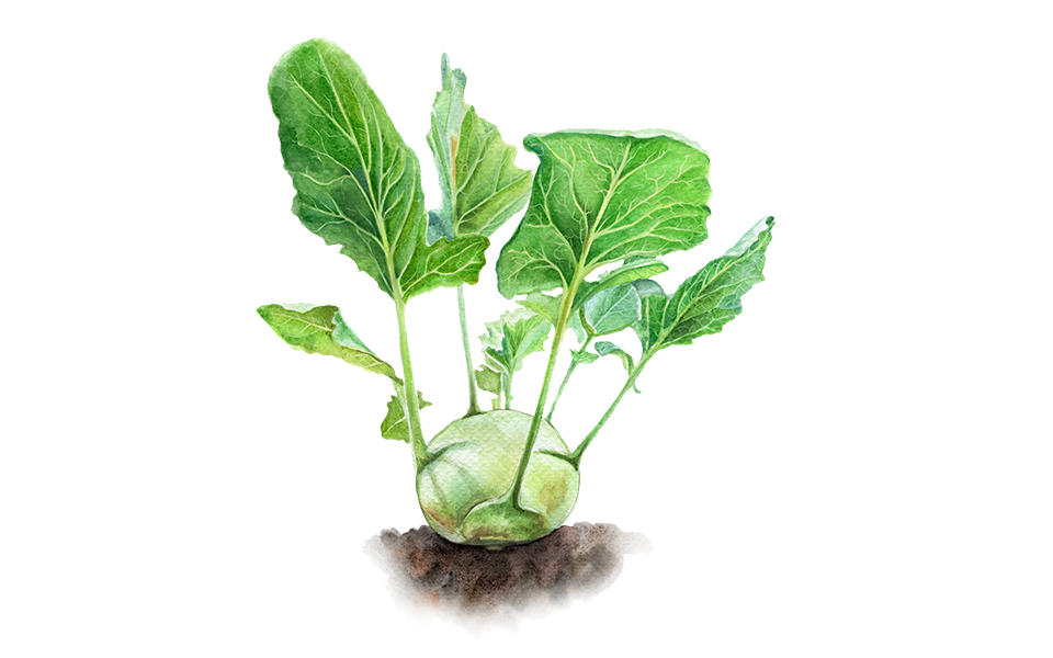 Illustration Kohlrabi "Enrico"