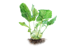 Illustration Kohlrabi "Enrico"