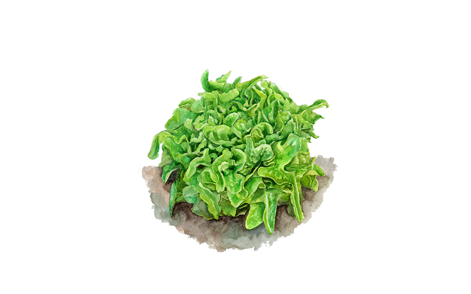 Illustration Kopfsalat