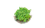 Illustration Kopfsalat