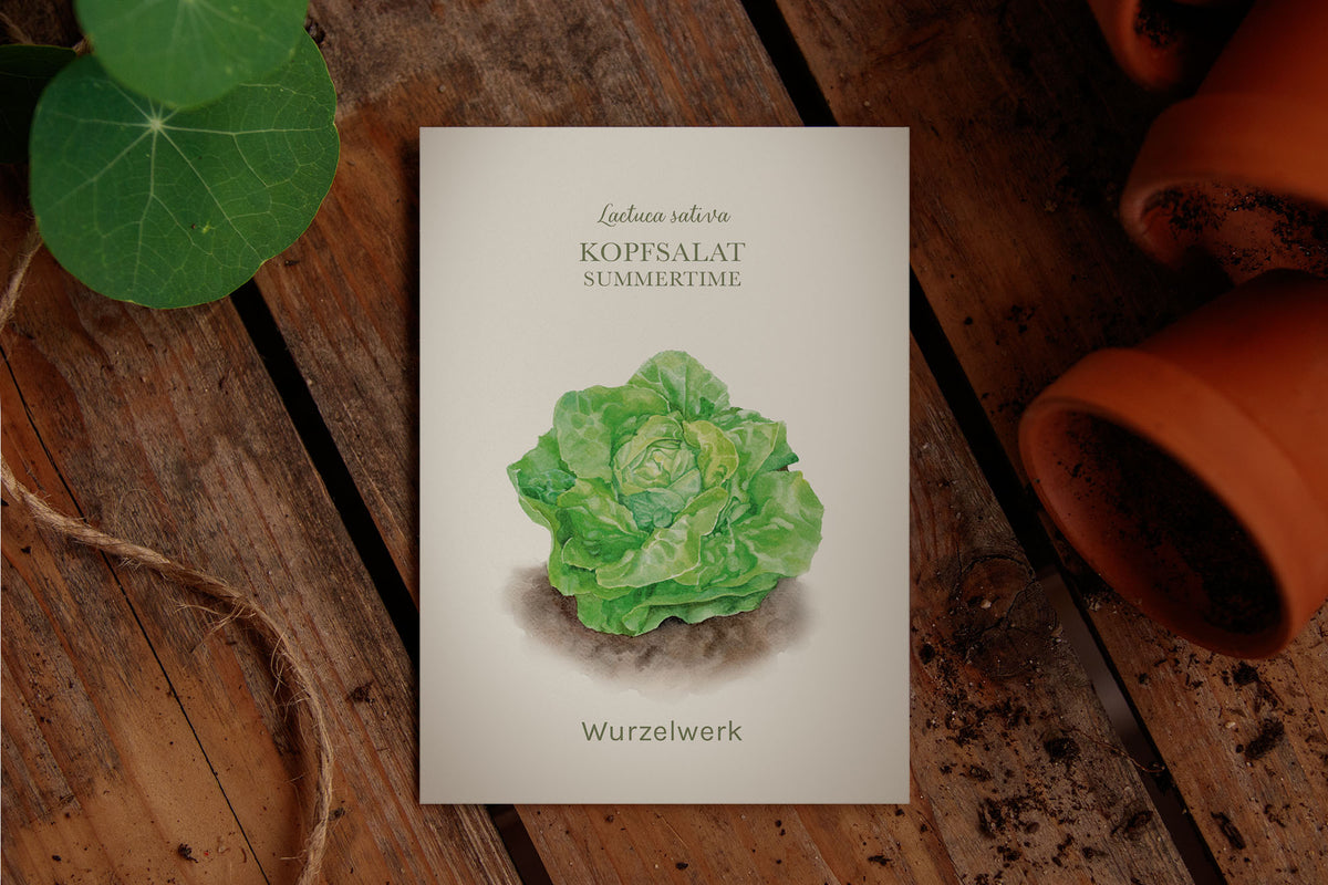Saatguttütchen Kopfsalat "Summertime"
