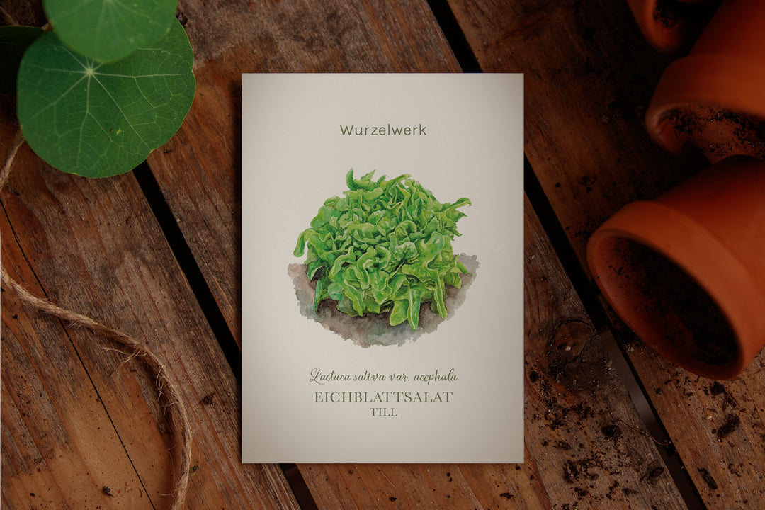 Saatguttütchen Kopfsalat "Till"