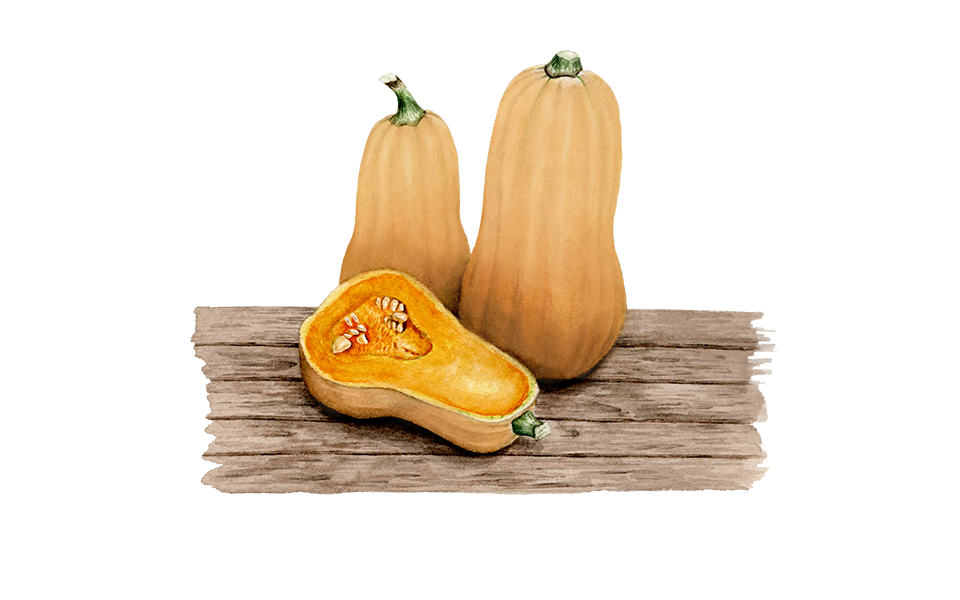 Illustration Kürbis "Butternut"