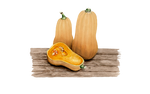Illustration Kürbis "Butternut"