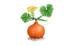 Illustration Hokkaido Kürbis