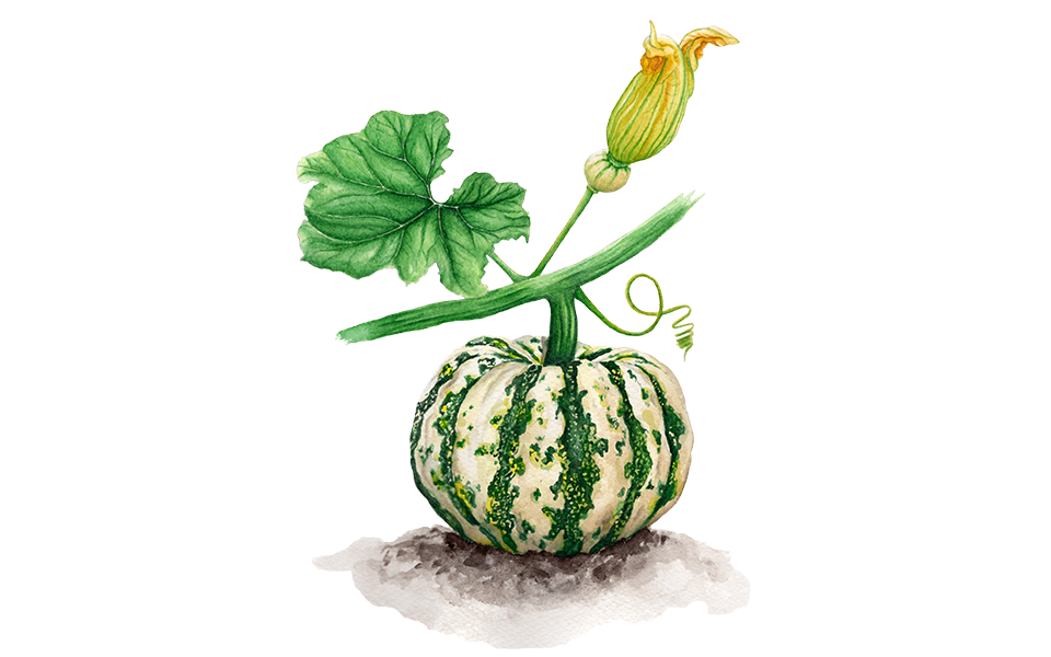 Illustration Kürbis