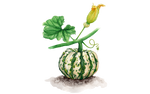 Illustration Kürbis