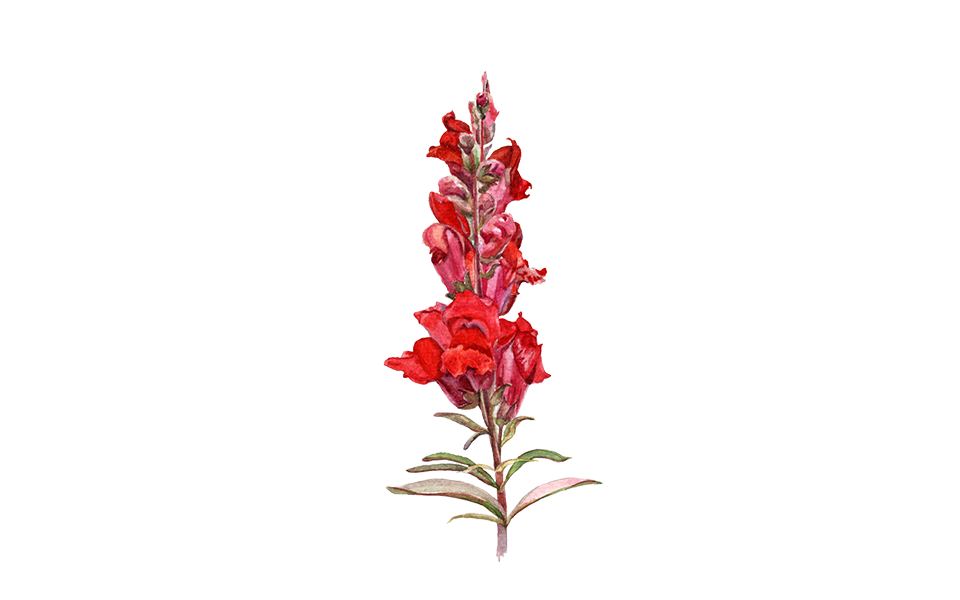 Illustration Löwenmäulchen 
