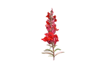 Illustration Löwenmäulchen 