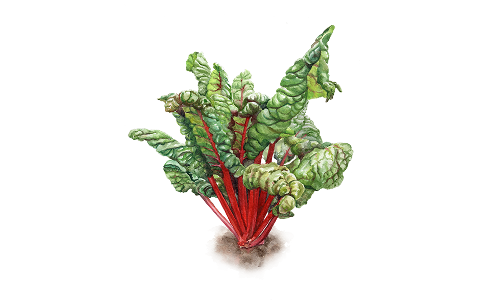 Illustration Mangold "Feurio"