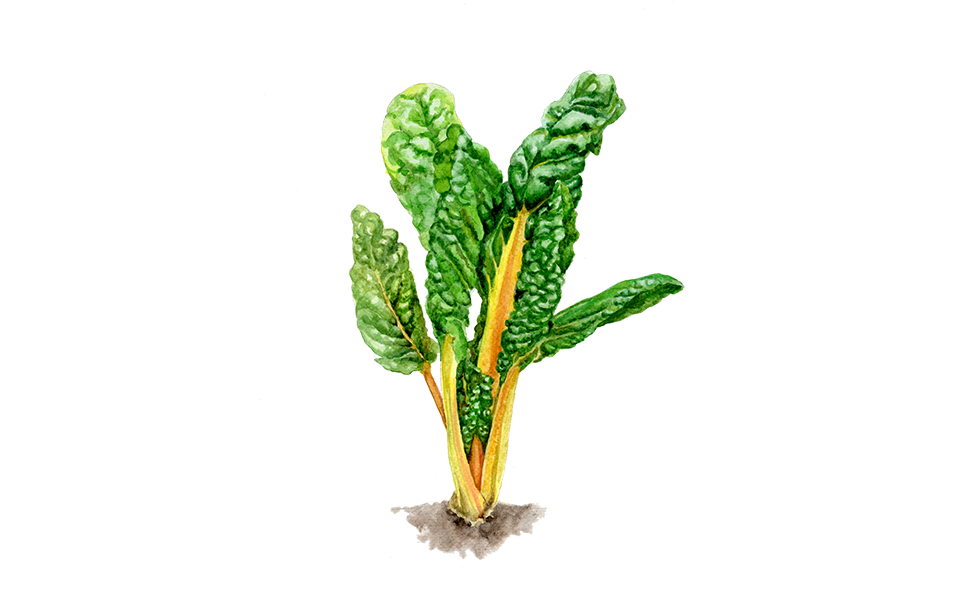 Illustration Mangold "Pirol"