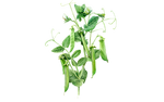 Illustration Markerbse "Ambassador"