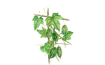 Illustration Mexikanische Minigurke