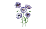 Illustration Mohn "Amazing Grey"