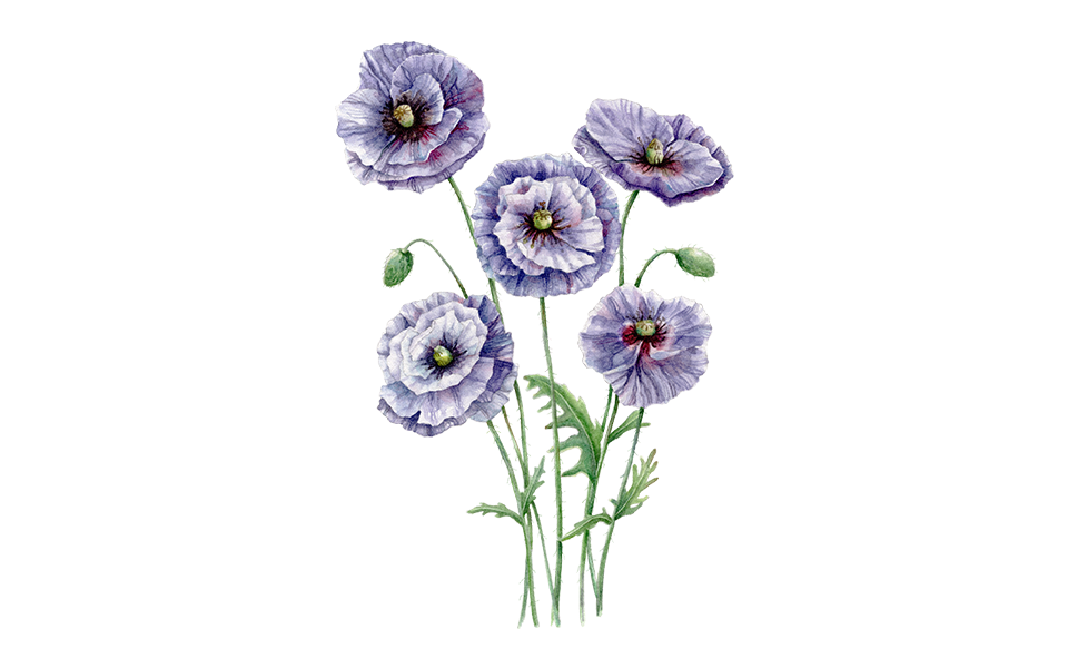 Illustration Mohn "Amazing Grey"
