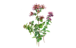 Illustration vom Oregano