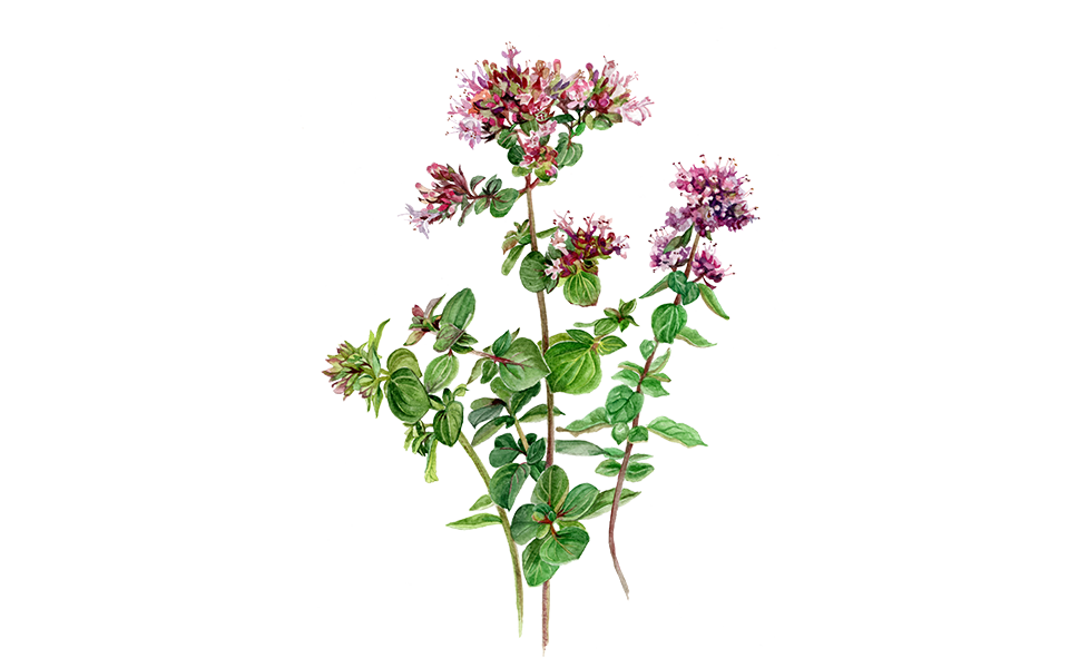 Illustration vom Oregano