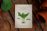 Saatguttütchen Pak Choi "White Celery Mustard"