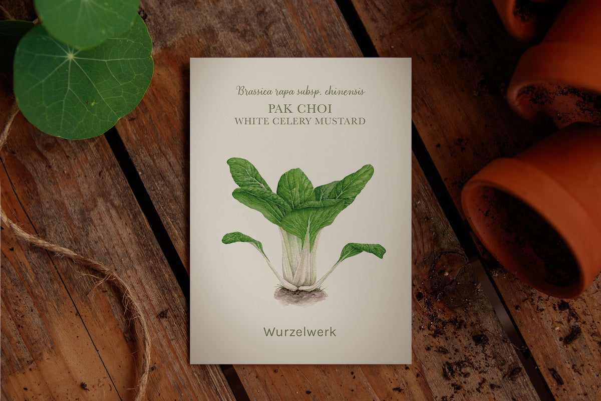 Saatguttütchen Pak Choi "White Celery Mustard"
