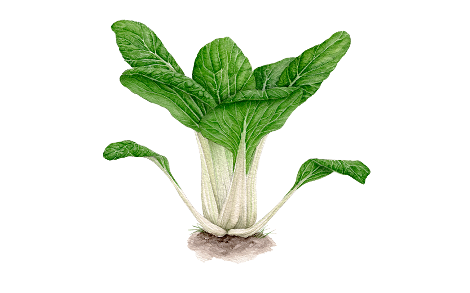 Illustration Pak Choi