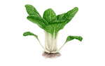 Illustration Pak Choi