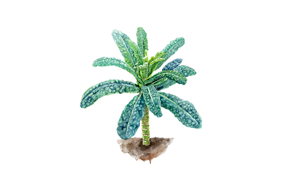 Illustration Palmkohl