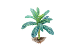 Illustration Palmkohl
