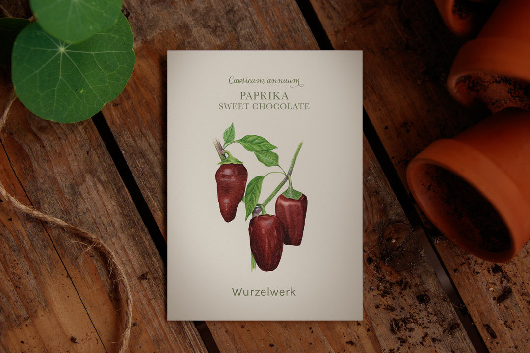Saatguttütchen Paprika "Sweet Chocolate"