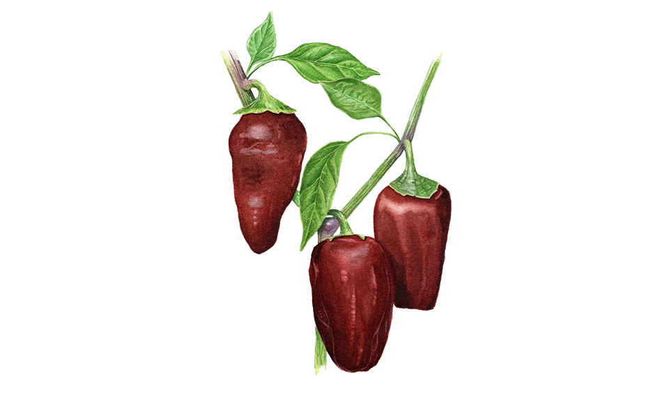 Illustration Paprika "Sweet Chocolate"