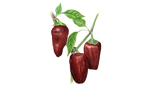 Illustration Paprika "Sweet Chocolate"