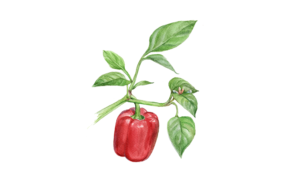Illustration Paprika "Yolo Wonder"
