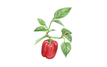 Illustration Paprika "Yolo Wonder"