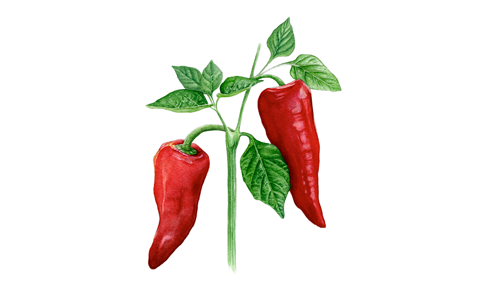 Illustration Paprika "Augsburger"
