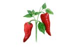 Illustration Paprika "Augsburger"