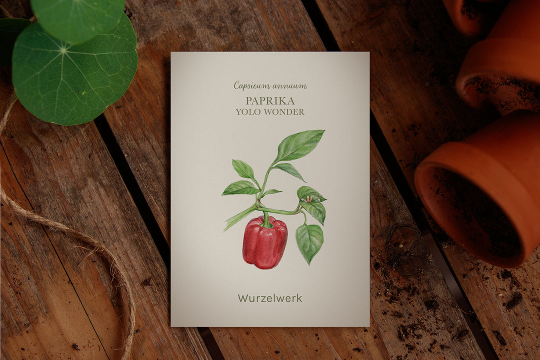 Saatguttütchen Paprika "Yolo Wonder"