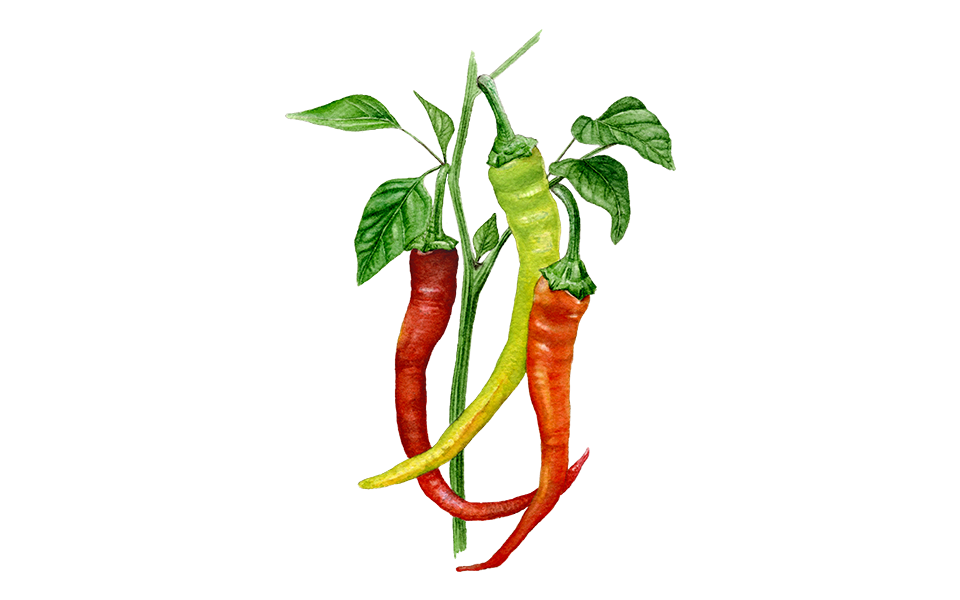 Illustration Peperoni "Milder Spiral"