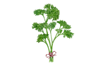 Illustration Petersilie