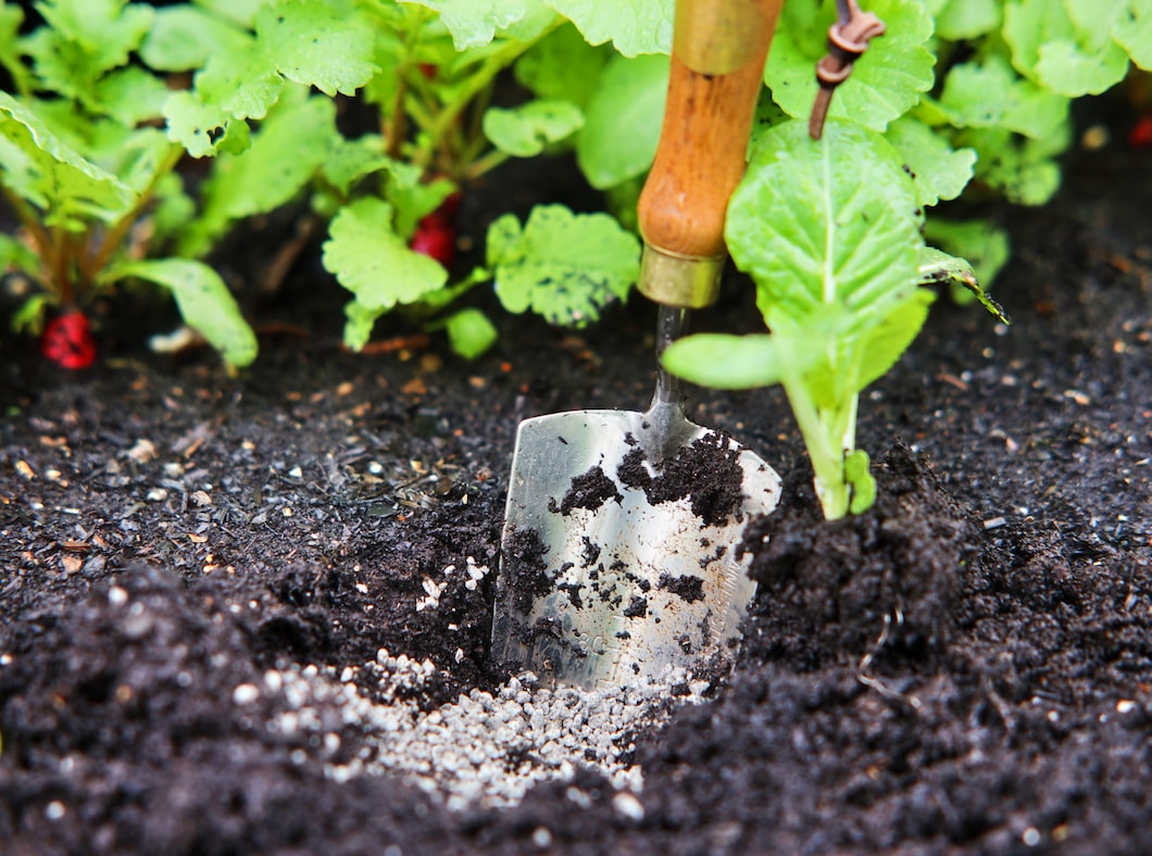 Pflanzenkohle wird mit Schaufel ins Beet verteilt