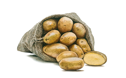 Bio-Pflanzkartoffel 'Belana'
