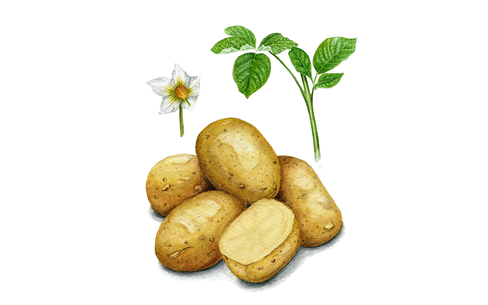Illustration Pflanzkartoffel "Linda"