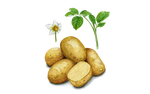 Illustration Pflanzkartoffel "Linda"