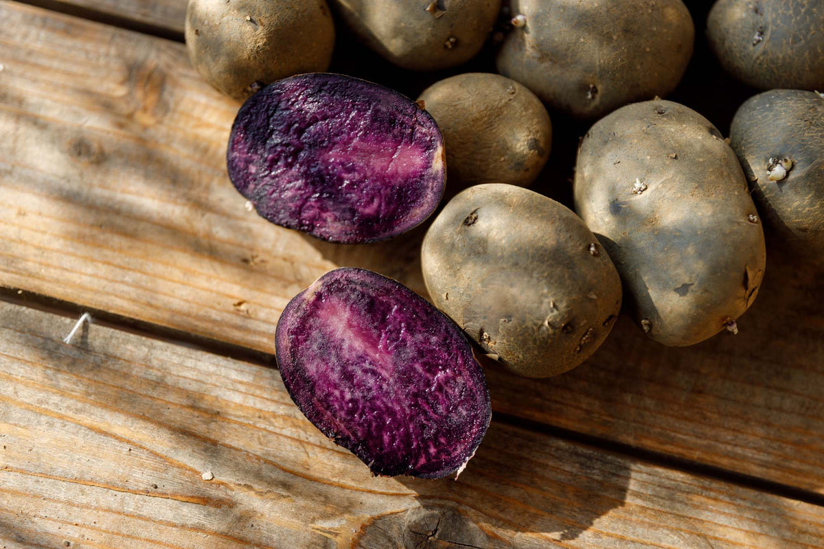 Pflanzkartoffel "Purple Rain"