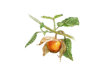 Illustration Physalis "Schönbrunner Gold"