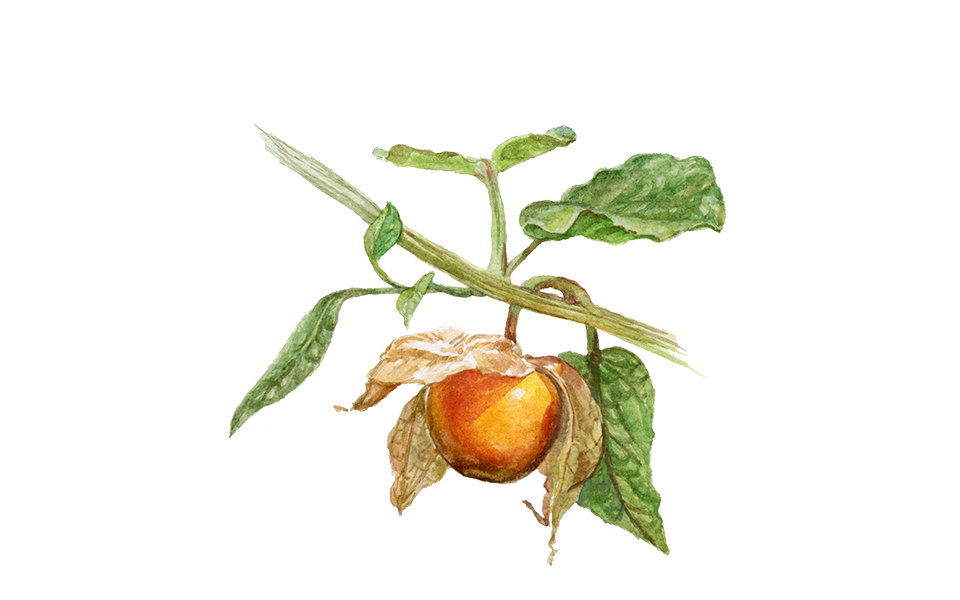 Illustration Physalis "Schönbrunner Gold"